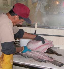 Fresh, filleted fish at Alby's Seafood