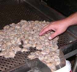 Fresh Oysters at Alby's Seafood